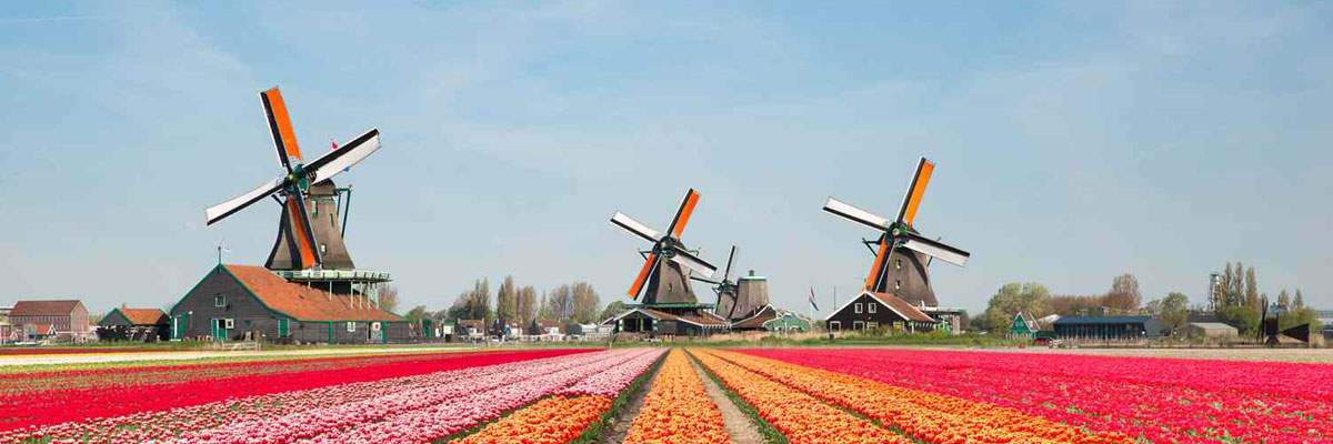 L&rsquo;interdiction des vapes aux Pays-Bas a eu l&rsquo;effet inverse, selon un nouveau sondage.